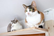 愛猫を喜ばせるための『DIYアイデア』4つ　設置するメリットから安全に使用するための注意点まで