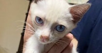 迎えたときはほとんど白かった子猫→成長するにつれ、ハチワレ模様が出てきて…別猫のような『変化』に３万いいね「完全に詐欺ｗ」「声出た」