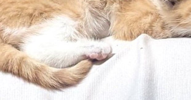 幸せそうに眠る保護子猫→『予想外の場所』に乗っていて…ほっこりする光景に8万いいね「あまりにも愛おしい」「安心するのかな」