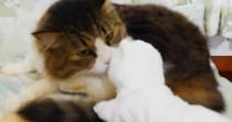 退屈そうにしていた元ボス猫→白猫のおもちゃを持っていってみると…ほっこりする光景が12万再生「賢いし優しい」「パンチすると思ったｗ」