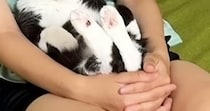 超甘えん坊な猫→飼い主が出かけようとしたら…人間の子供のような『まさかの光景』が13万再生「でかい赤ちゃん」「お顔見上げるのたまらん」
