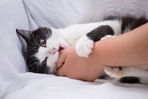 猫のことを『正しく怖がるべき』理由4つ　起こりうるトラブルや関わり方のポイント