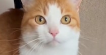 猫のお世話をするために泊まりにきてくれた友人→『朝ごはんの時間』になると…まさかの光景が34万再生「綺麗な流れ作業ｗｗ」「おもろいｗ」