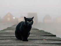 天才作家エドガー・アラン・ポーに愛された猫　最期まで強い絆で結ばれたふたり　米国