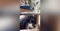 仲良くくつろぐきょうだい猫→1匹が『シャー！』と威嚇した結果…思わず笑う『まさかの展開』が104万再生「合唱だねｗ」「ヘビみたいｗ」