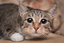 猫の『体が震えている』ときに考えられる原因5選　異常がある可能性も？受診の目安まで解説