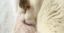 気持ちよさそうに眠る猫を見たら、ボディが…もはや猫に見えない『まさかのシルエット』が話題に「枕みたいで笑ったｗ」「はんぺんかな」