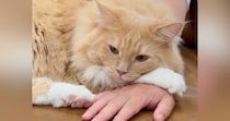 大好きなパパにべったりな猫、ママが手をどかして邪魔してみると…想像を超える光景に「パパ依存症ｗ」「奥さんだにゃｗ」と笑う人が続出