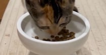 夢中になってごはんを食べる子猫→背後を見ると、ダイエット中の『先輩猫の様子』に「顔に吹いたｗ」「なんとも切ないｗ」と爆笑の声続出