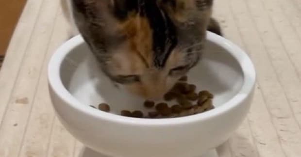 夢中になってごはんを食べる子猫→背後を見ると、ダイエット中の『先輩猫の様子』に「顔に吹いたw」「なんとも切ないw」と爆笑の声続出