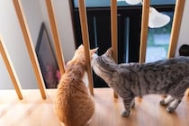 猫が家の中を『パトロール』している理由3つ　どんな意味があるの？注意が必要なケースまで解説