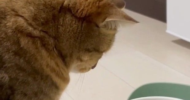 猫が水を飲んでいると思ったら…『顔』を見ると→予想外の『笑ってしまう光景』に「めちゃめちゃ可愛いw」「尊くて涙が出る」と反響