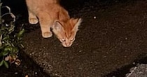 濡れた地面を必死に舐めていた、『ひとりぼっちの子猫』と出会った結果…涙あふれる結末が120万再生「よく頑張ったね」「本当によかった」