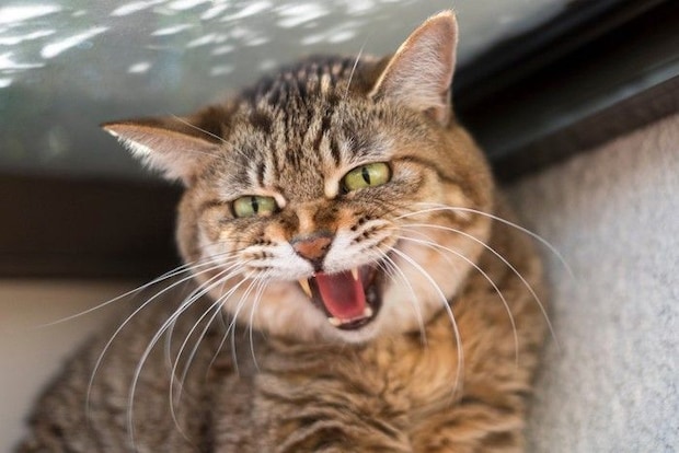 威嚇する猫 