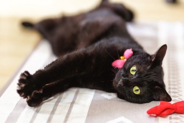 黒猫 