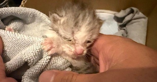 バイクカバーの中にいた『瀕死の赤ちゃん猫』を保護→懸命にお世話を続けた結果…別猫のような『変化』に感動の声「愛の力」「すごい可愛い」