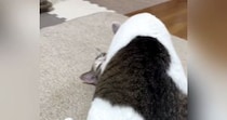 同居猫が馬乗りになって毛づくろいをし始めて…可愛すぎる『表情』に「まんざらでもなさそうｗ」「なかなかシュールｗ」と笑う人が続出
