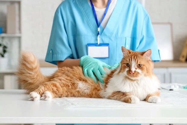 診察中の猫