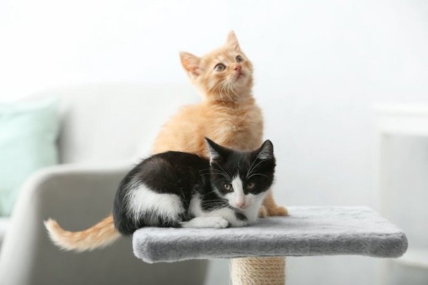キャットタワーにいる2匹の子猫