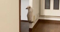1匹の子猫が壁を登り始めると、ほかの子猫たちも続々と集まってきて…たまらなく可愛い光景が42万再生「ニヤニヤしちゃうな」「すごいｗ」