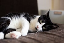 猫に『ストレス』を与えている主な5つの原因　心身への悪影響や負担を減らすためのポイント