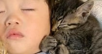 ソファを見たら、『赤ちゃんと子猫たち』が集まっていて…とんでもなく尊い『お昼寝の様子』に２万いいね「反則級の可愛さ」「幸せしかない」