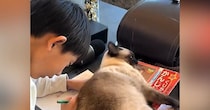 お兄ちゃんの宿題を邪魔するネコ→『どいて』と言われ、立ち上がったと思ったら…予想外すぎる展開が31万再生「面白いｗ」「邪魔の仕方ｗ」