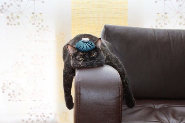 保冷剤を乗せている猫