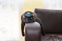 『保冷剤』は猫の暑さ対策に使ってもいいの？4つの注意すべきリスクから安全な使用法まで