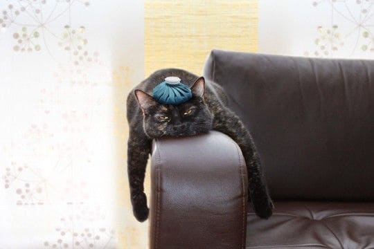 『保冷剤』は猫の暑さ対策に使ってもいいの？4つの注意すべきリスクから安全な使用法まで