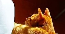 実家から送られてきた『父と猫の様子』を見たら、猫の『背中』が…あまりにも強そうな『驚きの光景』に２万いいね「大黒柱感ある」「逞しい」