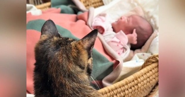 初めて見る赤ちゃんに戸惑っていた猫→少しずつ距離が縮まり…心温まる『3か月間の軌跡』が23万再生「幸せな気持ちになった」「とても素敵」