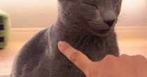 座ったままの状態で『熟睡していた猫』→ツンツンと触ってみると…まさかの光景が35万再生「ずっと見ていられるｗ」「なんて可愛いのｗ」