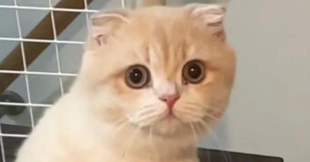 洗面所に入ると、1歳の猫が必ず様子を見にやってきて…『可愛すぎる光景』に22万いいね「首の角度がたまらん」「真剣に見てるねw」