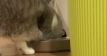 ふと見ると、自動給餌器の前にいた猫→前足を突っ込んで…思わず笑ってしまう行動が20万再生「めっちゃ可愛いｗ」「本当に賢いね」