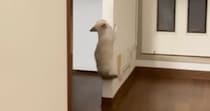 1匹の子猫が壁を登り始めると、ほかの子猫たちも続々と集まってきて…たまらなく可愛い光景が42万再生「ニヤニヤしちゃうな」「すごいｗ」