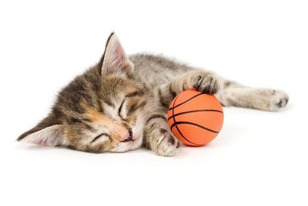 遊び疲れて眠る猫