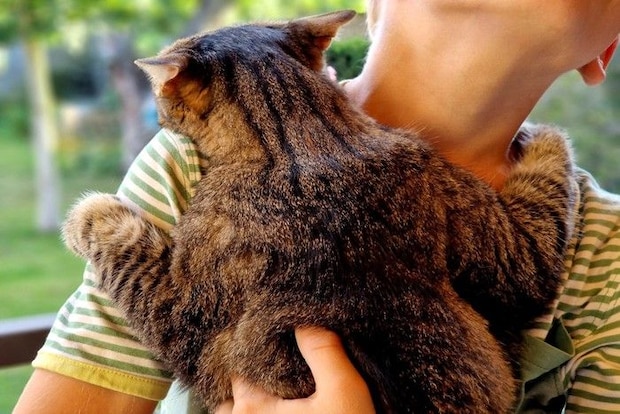 しがみついて離れようとしない猫