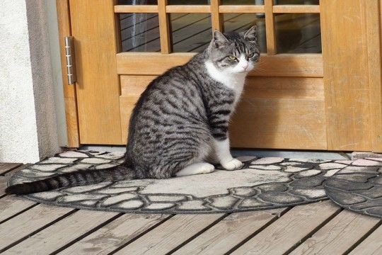猫があなたの『外出を阻止』している行動5選　引き止める理由や上手な対応をご紹介