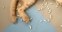 夜中の12時過ぎ、子猫たちがいる部屋のドアを開けたら…目に飛び込んできた『まさかの光景』に「深夜の大掃除ｗｗ」「ノリノリｗ」と爆笑の声