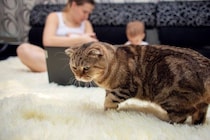 猫を『孤独な気持ち』にさせてしまう飼い主の行動5選　避けるべき理由や適切な接し方とは