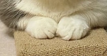 ふと視線を感じて振り向いたら、猫の『表情』が…思わず笑う『まさかの光景』に「ボス猫の風格ｗ」「静かな怒りを感じるｗ」と話題