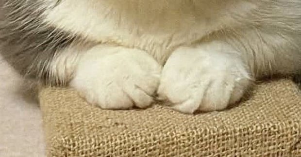 ふと視線を感じて振り向いたら、猫の『表情』が…思わず笑う『まさかの光景』に「ボス猫の風格ｗ」「静かな怒りを感じるｗ」と話題