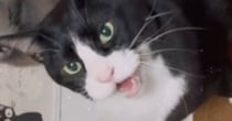 「完全にエンジン音ｗ」お皿の前にやってきた猫が口を開いた瞬間…あまりにも予想外な『鳴き声』に39万いいね「草刈機みたい」「うがいｗｗ」