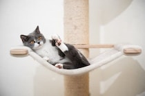 猫が『ハンモック』でくつろぐ理由4つ　安全を守るための注意点から選び方のポイントまで