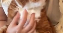 ペットシッターさんから送られてきた『愛猫の様子』を見た結果…まさかの光景に「プロってすごいなぁ」「モヤモヤするねｗ」と16万表示