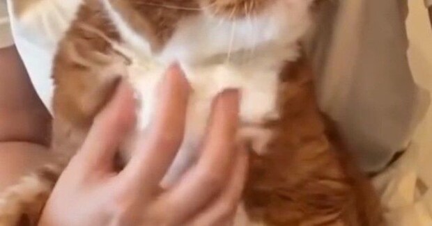 ペットシッターさんから送られてきた『愛猫の様子』を見た結果…まさかの光景に「プロってすごいなぁ」「モヤモヤするねｗ」と16万表示