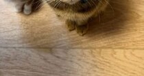 朝、パンを食べていると足元で猫たちが…微笑ましい光景に１万いいね「ちっこくて可愛いｗ」「食べづらいねｗ」と笑顔になる人が続出