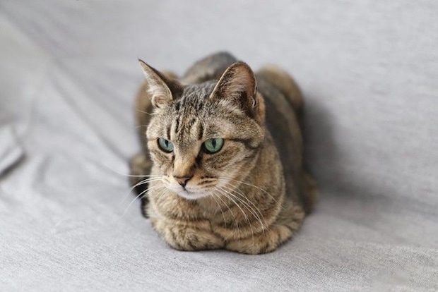 香箱座りをする猫