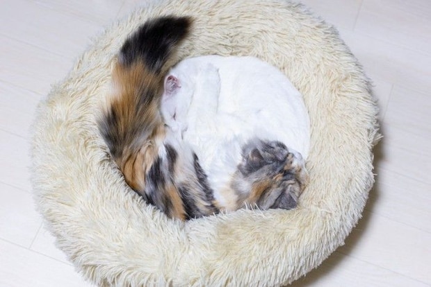 2匹で寄り添って丸まる猫